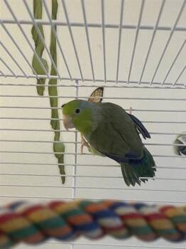 Finch Birds Available for Adoption in Montreal, Quebec - Kael | PetCurious
