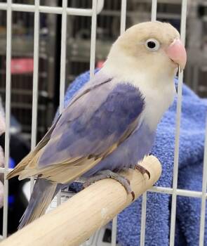 -156 -  Lovebird Bird for Adoption in Lindenhurst, New York - -156 | PetCurious