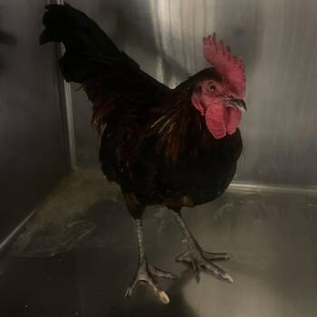 IVHS-Stray-142045 -  Chicken Bird for Adoption in San Gabriel, California - IVHS-Stray-142045 | PetCurious