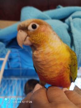 Conure Birds Available for Adoption in Modesto, California - Birddog | PetCurious