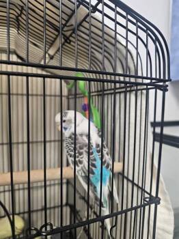 Parakeet Birds Available for Adoption - A1261736 | PetCurious