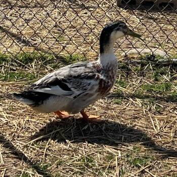 Duck Birds Available for Adoption in Quakertown, Pennsylvania - Apple 2 | PetCurious