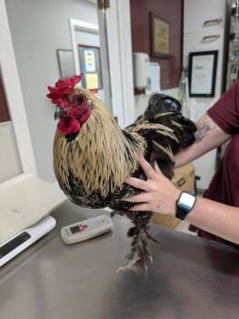 Sir Clucks A Lot -  Chicken Bird for Adoption in Fall River, Massachusetts - Sir Clucks A Lot | PetCurious