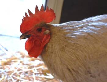 Chicken Birds Available for Adoption in Loveland, Colorado - BIG BOY BLUE | PetCurious