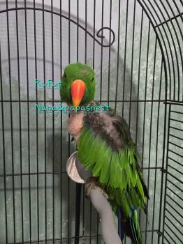 Eclectus Birds Available for Adoption in Wakefield, Virginia - Rufus | PetCurious