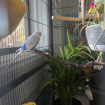 Bonnie and Clyde -  Parakeet Bird for Adoption in Penryn, California - Bonnie And Clyde | PetCurious