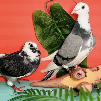 Dr. Ellie Sattler & Dr. Alan Grant (Married couple) -  Pigeon Bird for Adoption in Chicago, Illinois - Dr. Ellie Sattler & Dr. Alan Grant (Married Couple) | PetCurious
