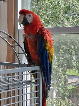 Nikki -  Macaw Bird for Adoption in Delhi, New York - Nikki | PetCurious