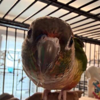 Star -  Conure Bird for Adoption in West Warwick, Rhode Island - Star | PetCurious