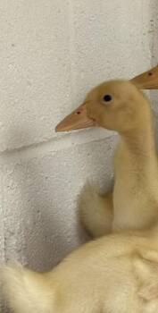 Happy Duck -  Duck Bird for Adoption in Fairfax, Virginia - Happy Duck | PetCurious