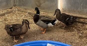 Duck Birds Available for Adoption in Riverside, California - HILLARY FLUFF | PetCurious