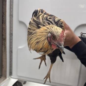 Rooster -  Chicken Bird for Adoption in San Gabriel, California - Rooster | PetCurious