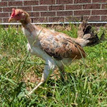 Indio -  Chicken Bird for Adoption in Grand Rapids, Michigan - Indio | PetCurious