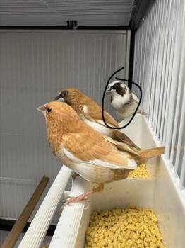 Fraisier -  Finch Bird for Adoption in Montreal, Quebec - Fraisier | PetCurious