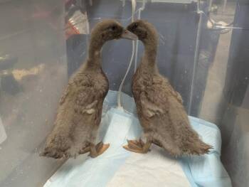 Rocket / Dash -  Duck Bird for Adoption in Eagle Mountain, Utah - Rocket / Dash | PetCurious