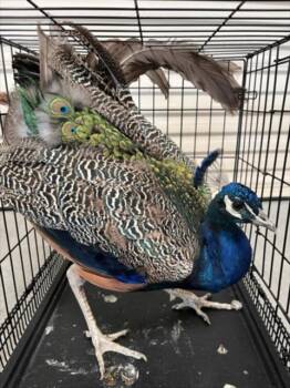 TOPAZ -  Peacock Peafowl Bird for Adoption in Las Vegas, Nevada - TOPAZ | PetCurious