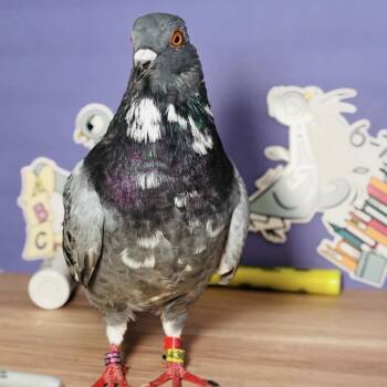 Rexy -  Pigeon Bird for Adoption in Chicago, Illinois - Rexy | PetCurious