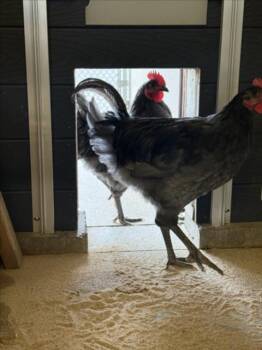 JANE -  Chicken Bird for Adoption in Loveland, Colorado - JANE | PetCurious
