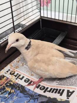 Aube -  Dove Bird for Adoption in Montreal, Quebec - Aube | PetCurious