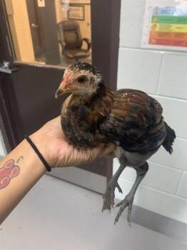 Chicken Birds Available for Adoption in Corpus Christi, Texas - PERIWINKLE | PetCurious