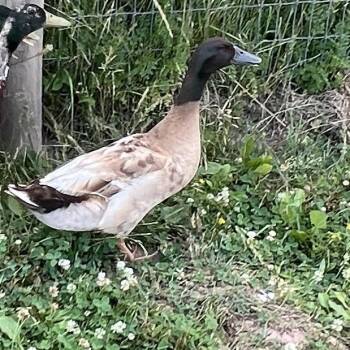 Bondi -  Duck Bird for Adoption in Quakertown, Pennsylvania - Bondi | PetCurious