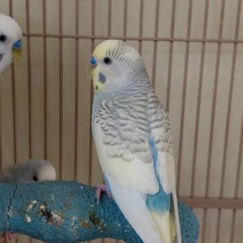 Parakeet Birds Available for Adoption - 15 | PetCurious