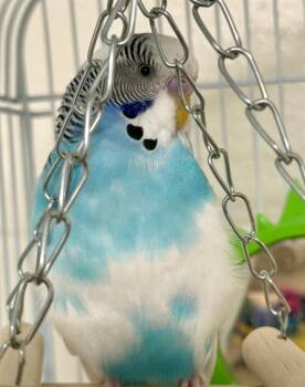 BELLOWS -  Budgie Budgerigar Bird for Adoption in Boston, Massachusetts - BELLOWS | PetCurious