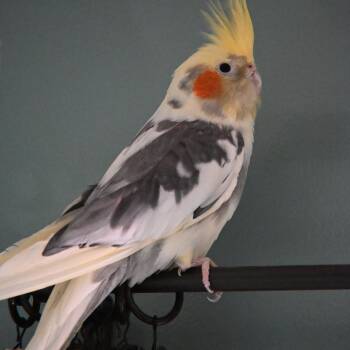 Joker -  Cockatiel Bird for Adoption in South Bend, Indiana - Joker | PetCurious