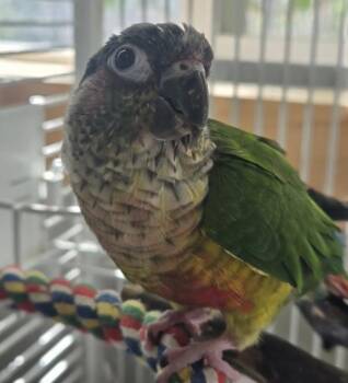 Jessie -  Conure Bird for Adoption in Elizabeth, Colorado - Jessie | PetCurious