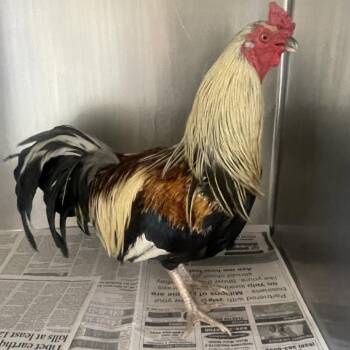 IVHS-Stray-142300 -  Chicken Bird for Adoption in San Gabriel, California - IVHS-Stray-142300 | PetCurious
