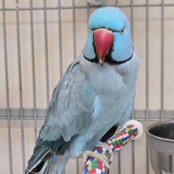 Bubbles -  Parakeet Bird for Adoption in Kanab, Utah - Bubbles | PetCurious