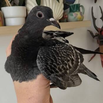 Spud -  Pigeon Bird for Adoption in Chicago, Illinois - Spud | PetCurious