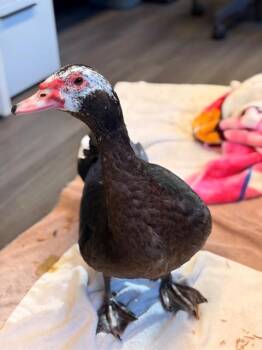 STUD MUFFIN -  Duck Bird for Adoption in Rancho Cucamonga, California - STUD MUFFIN | PetCurious