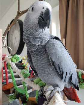 Rescue African Grey and African Grey Parrot Birds for Adoption in Dallas, Texas - Lizzy  | PetCurious