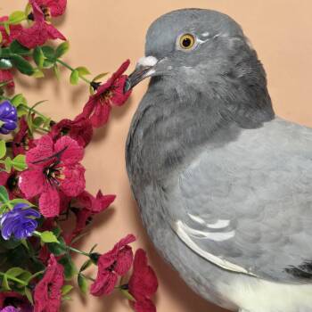 Moonstone (local Midwest adoption only) -  Pigeon Bird for Adoption in Chicago, Illinois - Moonstone (local Midwest Adoption Only) | PetCurious