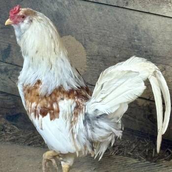 Cowboy -  Chicken Bird for Adoption in Asheville, North Carolina - Cowboy | PetCurious