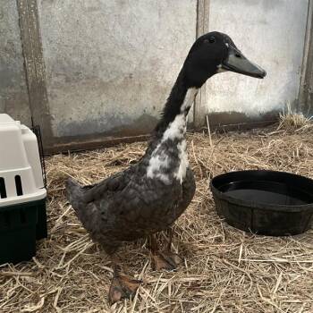 PENNY* -  Duck Bird for Adoption in Santa Cruz, California - PENNY* | PetCurious