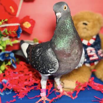 Razzle Dazzle -  Pigeon Bird for Adoption in Chicago, Illinois - Razzle Dazzle | PetCurious