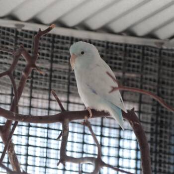 Parrotlet Birds Available for Adoption in Kanab, Utah - Hermes | PetCurious