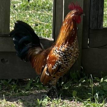 Christopher -  Chicken Bird for Adoption in Quakertown, Pennsylvania - Christopher | PetCurious