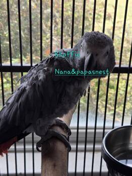 African Grey Birds Available for Adoption in Wakefield, Virginia - Khoffie | PetCurious