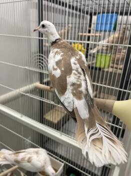 Clarinet -  Dove Bird Available for Adoption in Stratham, New Hampshire - Clarinet | PetCurious