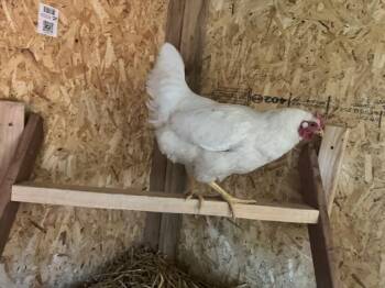 BECKY -  Chicken Bird for Adoption in Colorado Springs, Colorado - BECKY | PetCurious