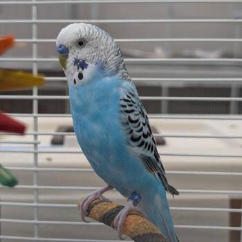 Parakeet Birds Available for Adoption in Kanab, Utah - Lobster | PetCurious