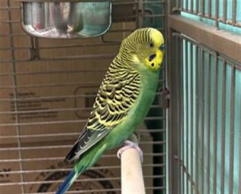 Parakeet Birds Available for Adoption in Ames, Iowa - BON BON | PetCurious