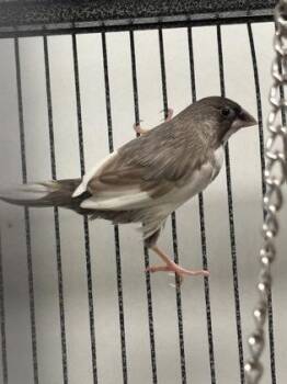 Paul -  Finch Bird for Adoption in New Hope, Pennsylvania - Paul | PetCurious
