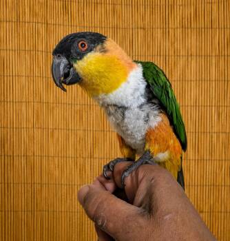 Marley 18 YO F Black Capped Caique -  Caique Bird for Adoption in Vancouver, Washington - Marley 18 YO F Black Capped Caique | PetCurious
