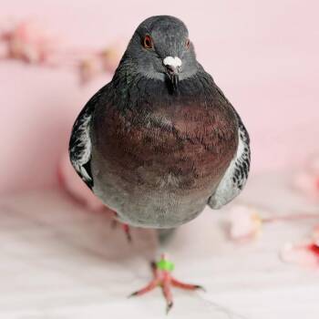 Alita -  Pigeon Bird for Adoption in Chicago, Illinois - Alita | PetCurious