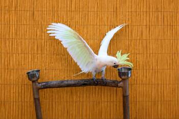 Sydney, the Special Medium Sulfur-Crested Cockatoo -  Cockatoo Bird for Adoption in Vancouver, Washington - Sydney, The Special Medium Sulfur-Crested Cockatoo | PetCurious