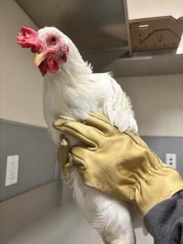 WADDLES -  Chicken Bird for Adoption in Las Vegas, Nevada - WADDLES | PetCurious